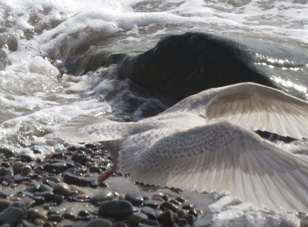 Iceland Gull (kumlieni/glaucoides) - ML47823401