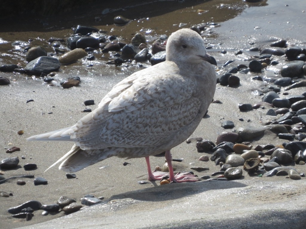 Iceland Gull (kumlieni/glaucoides) - ML47823411