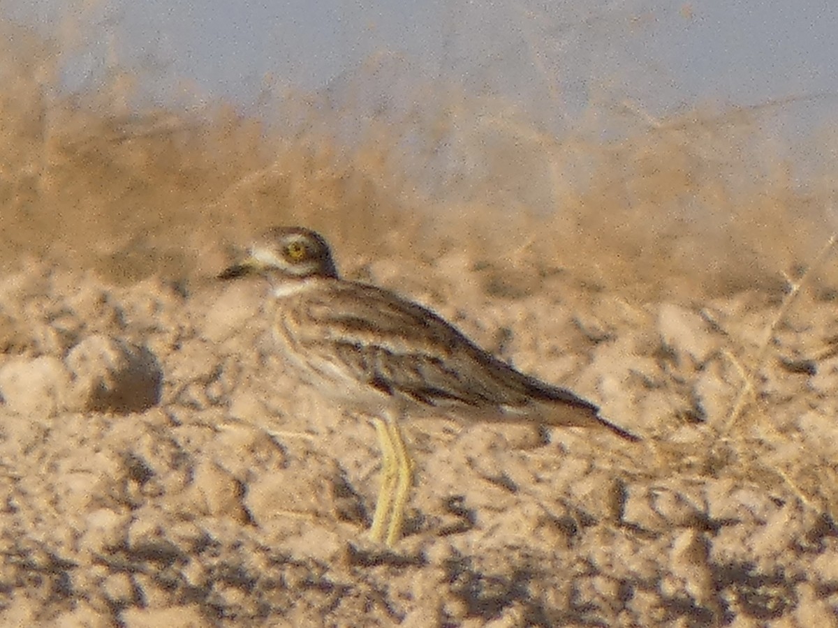 Eurasian Thick-knee - Jose Lopez