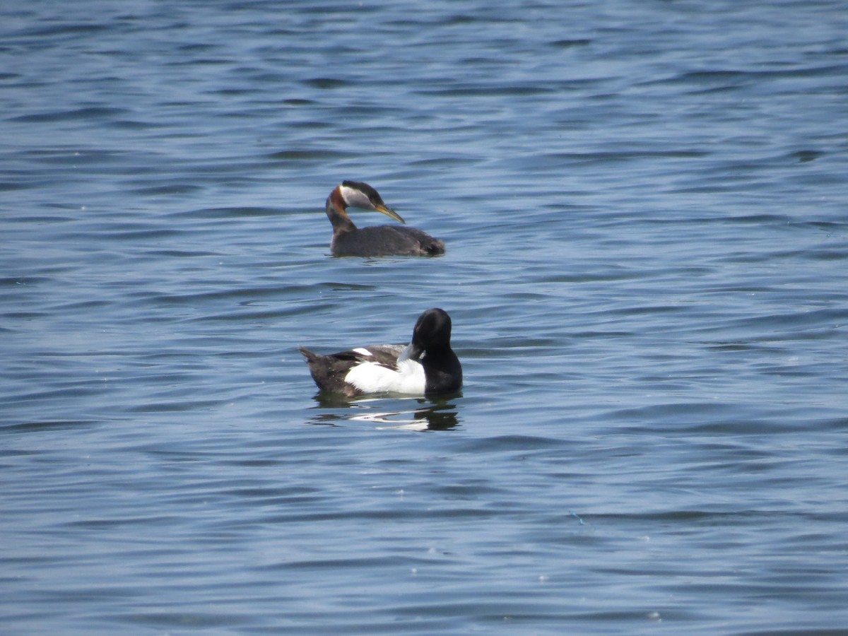 Greater Scaup - ML478236611