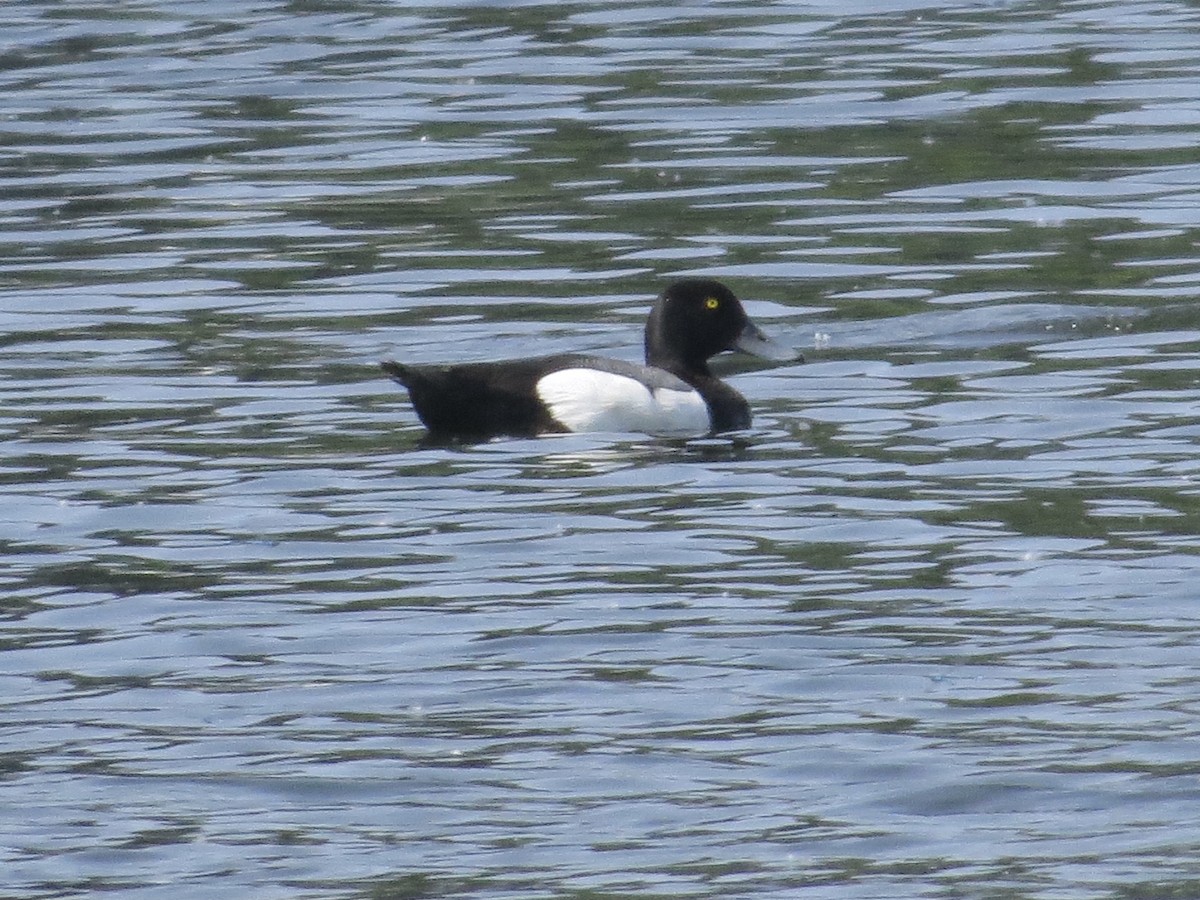 Greater Scaup - ML478236871