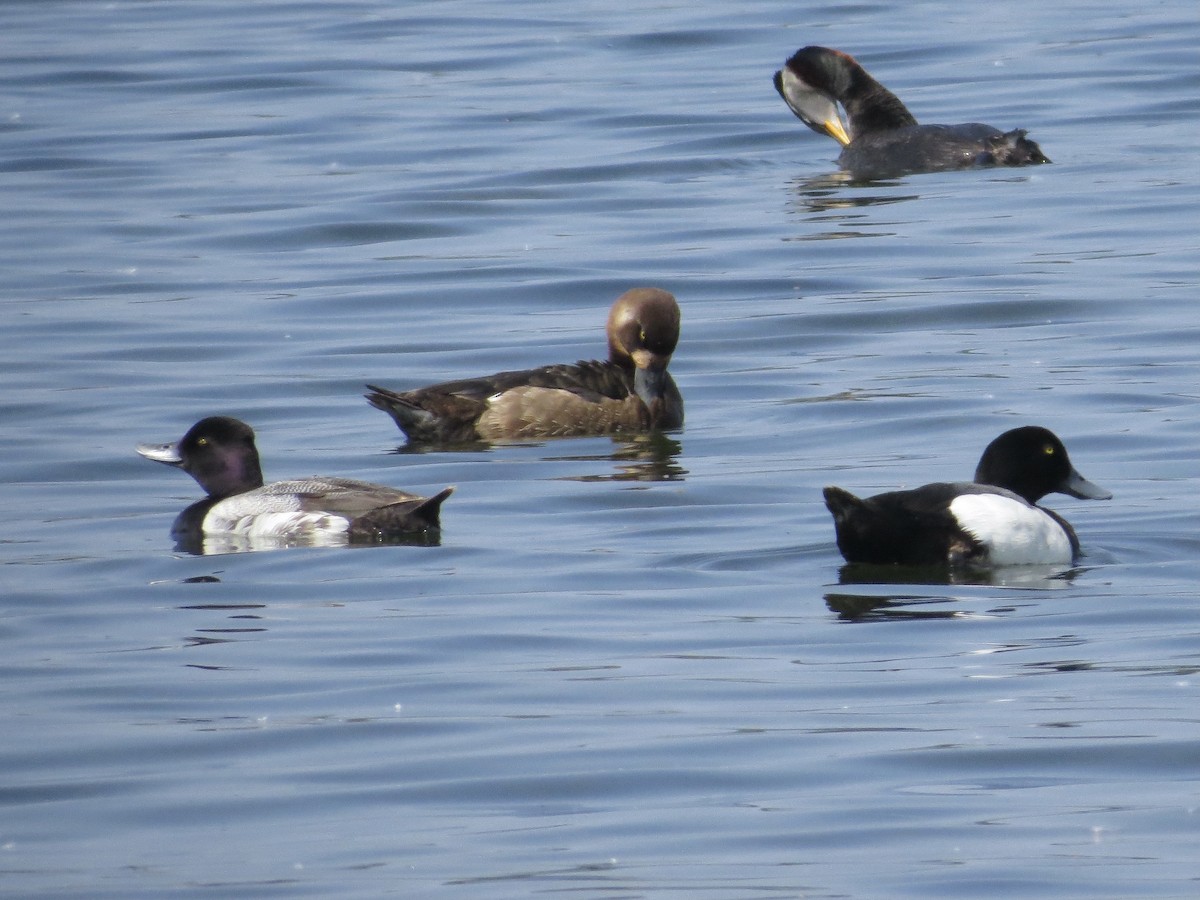Greater Scaup - ML478236911