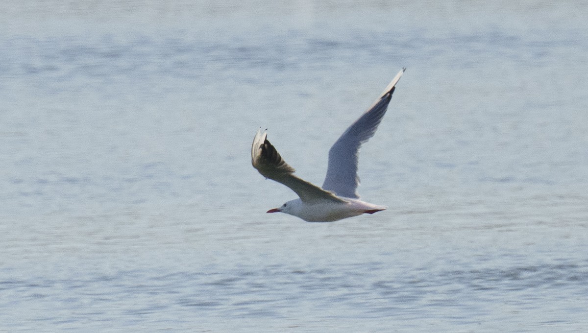 Slender-billed Gull - ML478237051