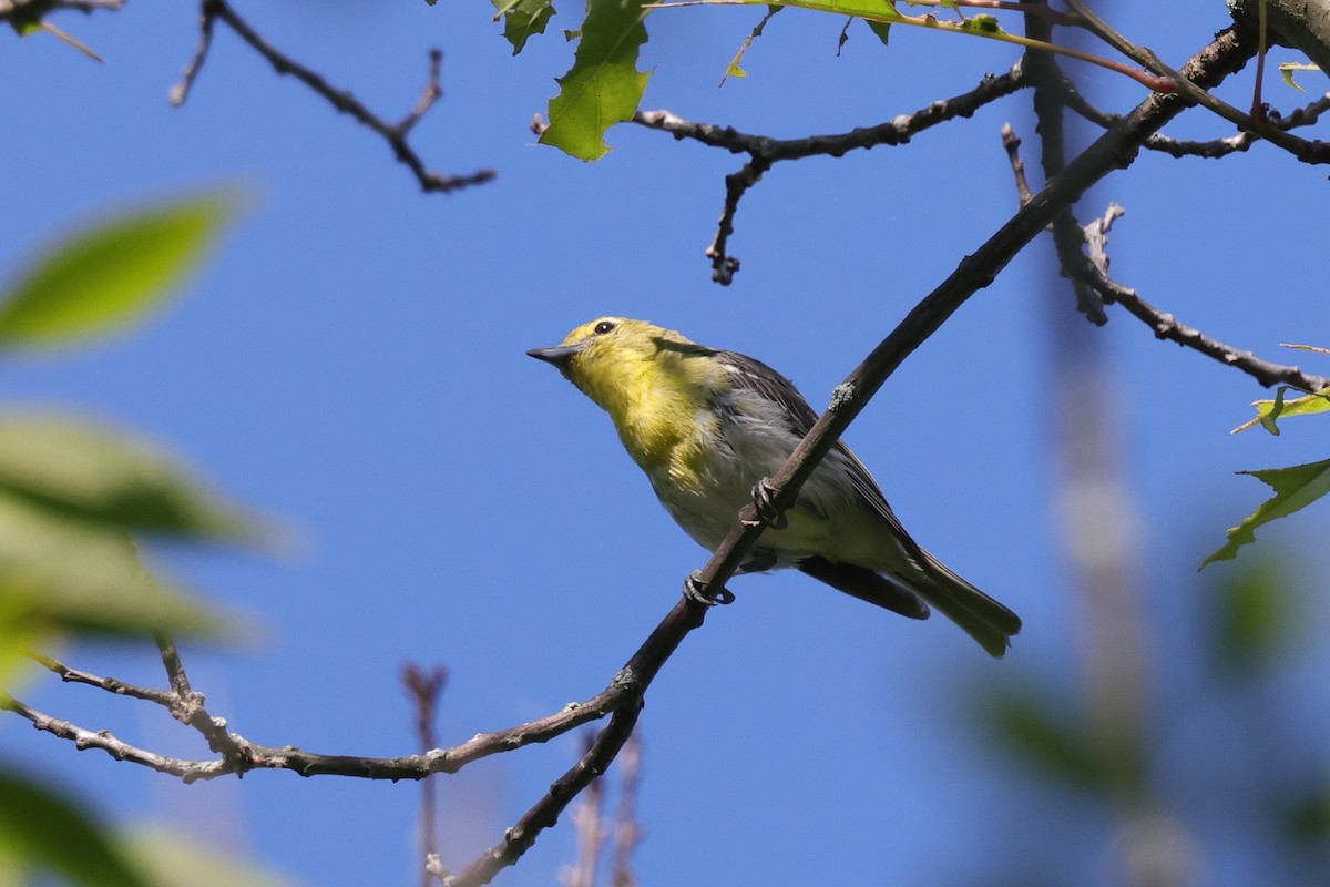 Vireo Gorjiamarillo - ML478238101