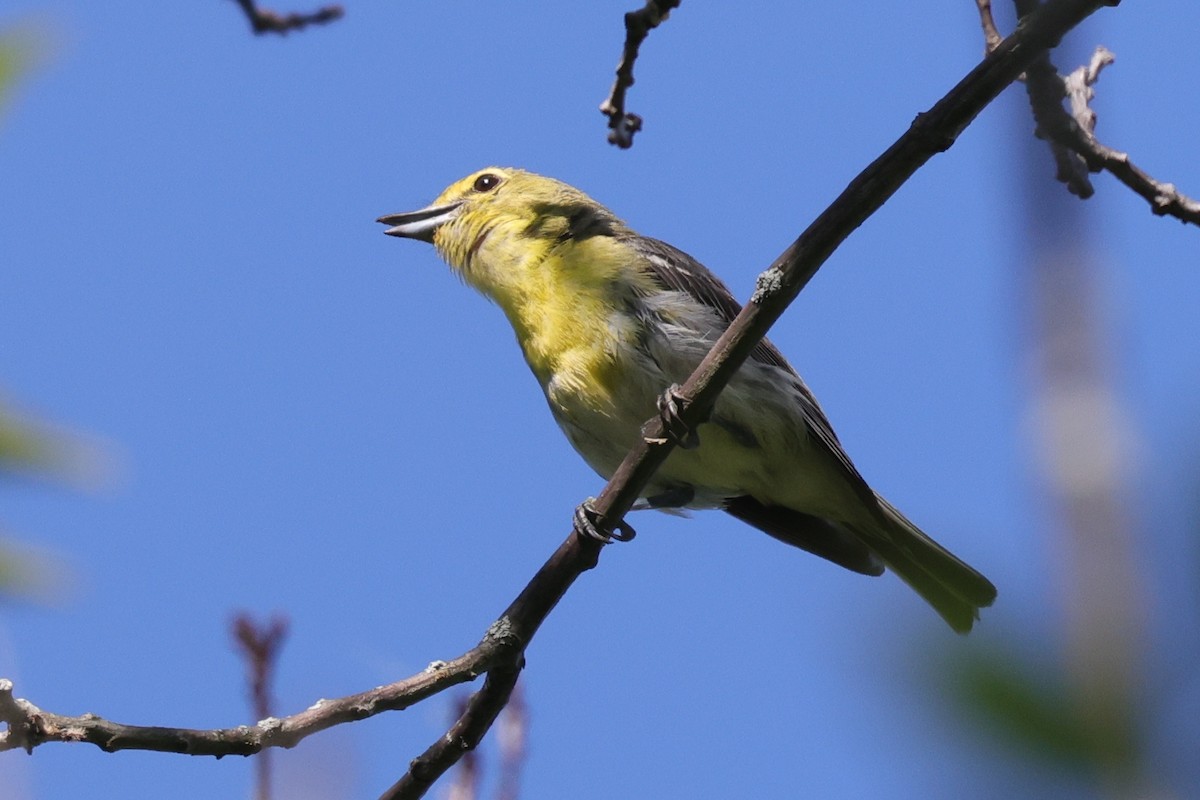 Yellow-throated Vireo - Tim Lenz