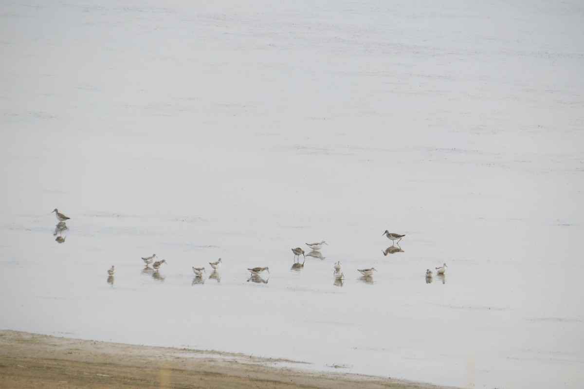 Wilson's Phalarope - ML478238861