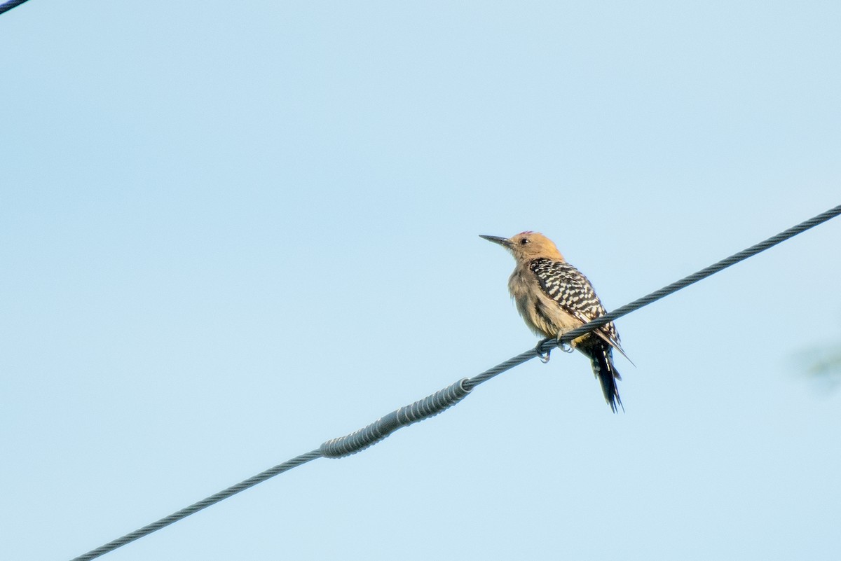 Gila Woodpecker - Richard Latuchie