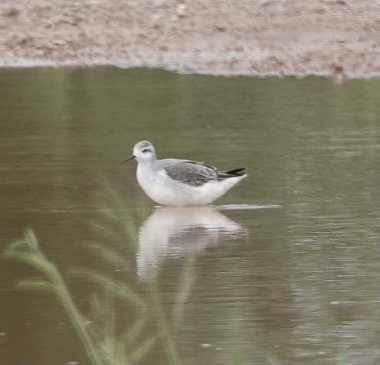 Falaropo Tricolor - ML478240931