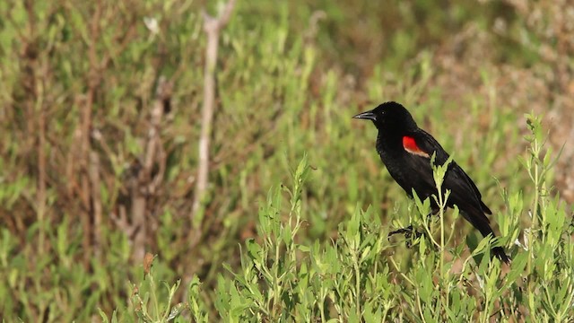 Red-winged Blackbird (Red-winged) - ML478241