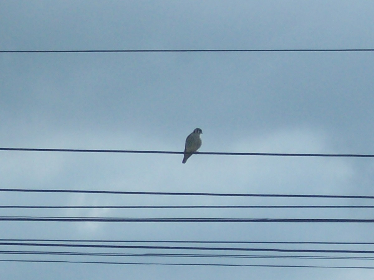 American Kestrel - Ana  Dubon