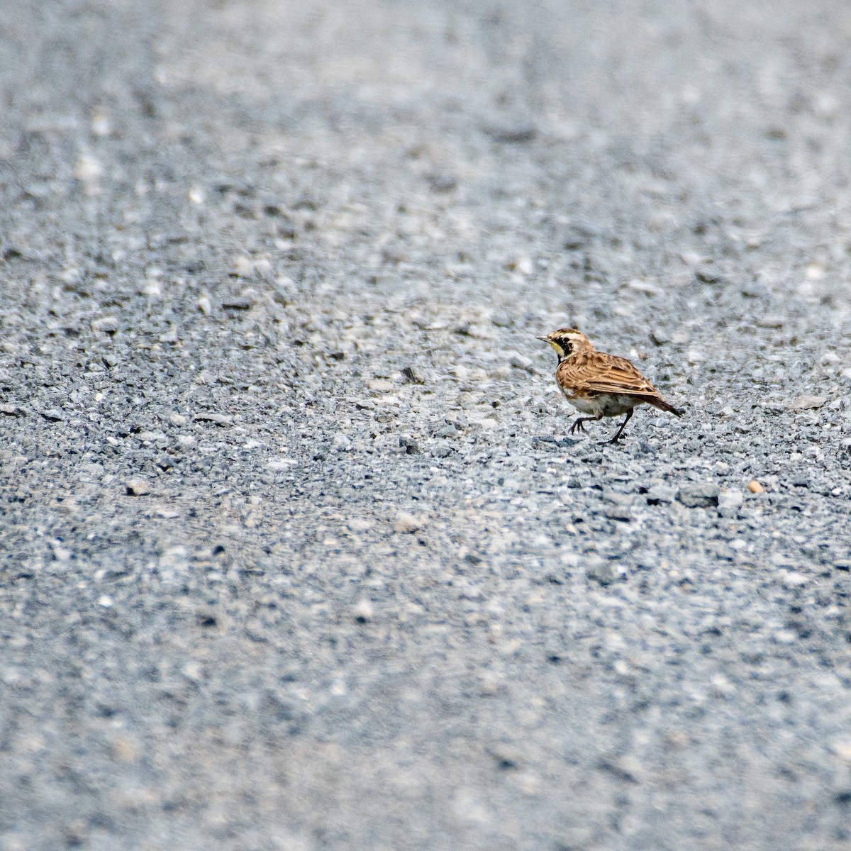 Horned Lark - ML478246041