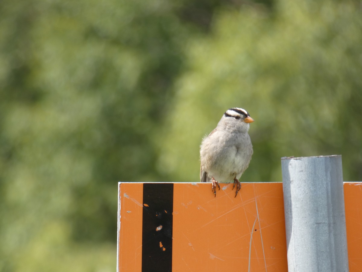 White-crowned Sparrow - ML478247051