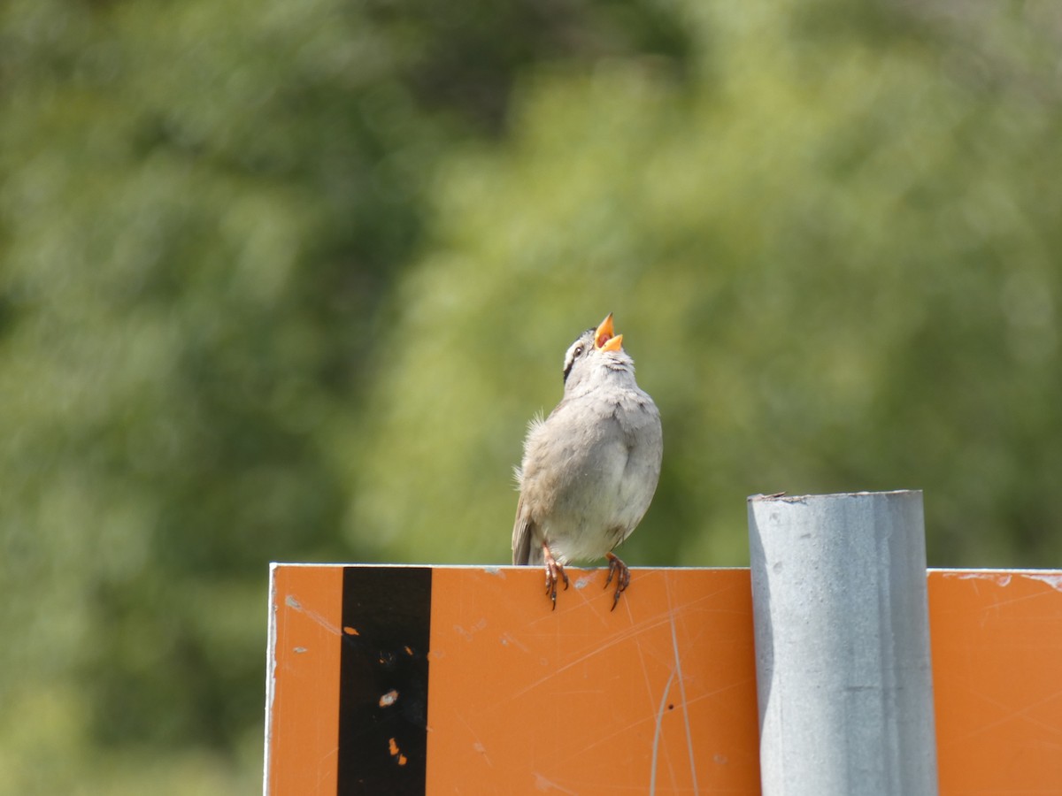 White-crowned Sparrow - ML478247061