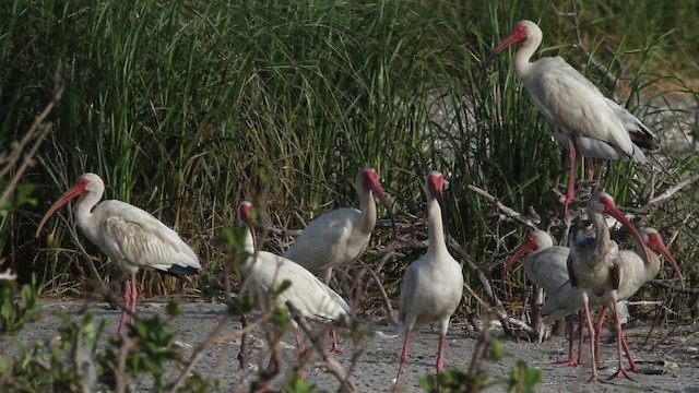 White Ibis - ML478249