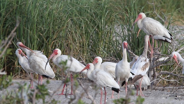 White Ibis - ML478250