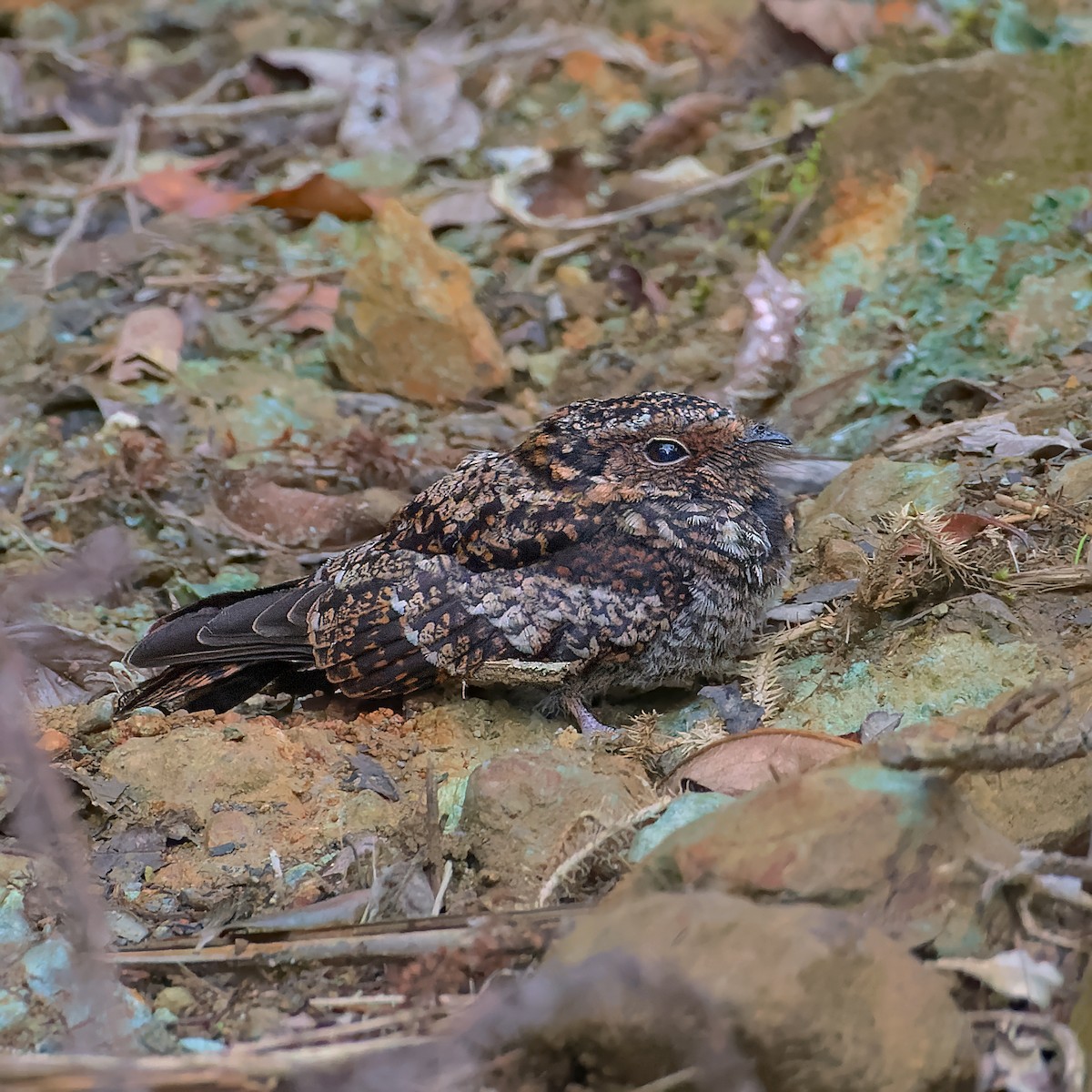 Band-winged Nightjar - Pedro Bernal