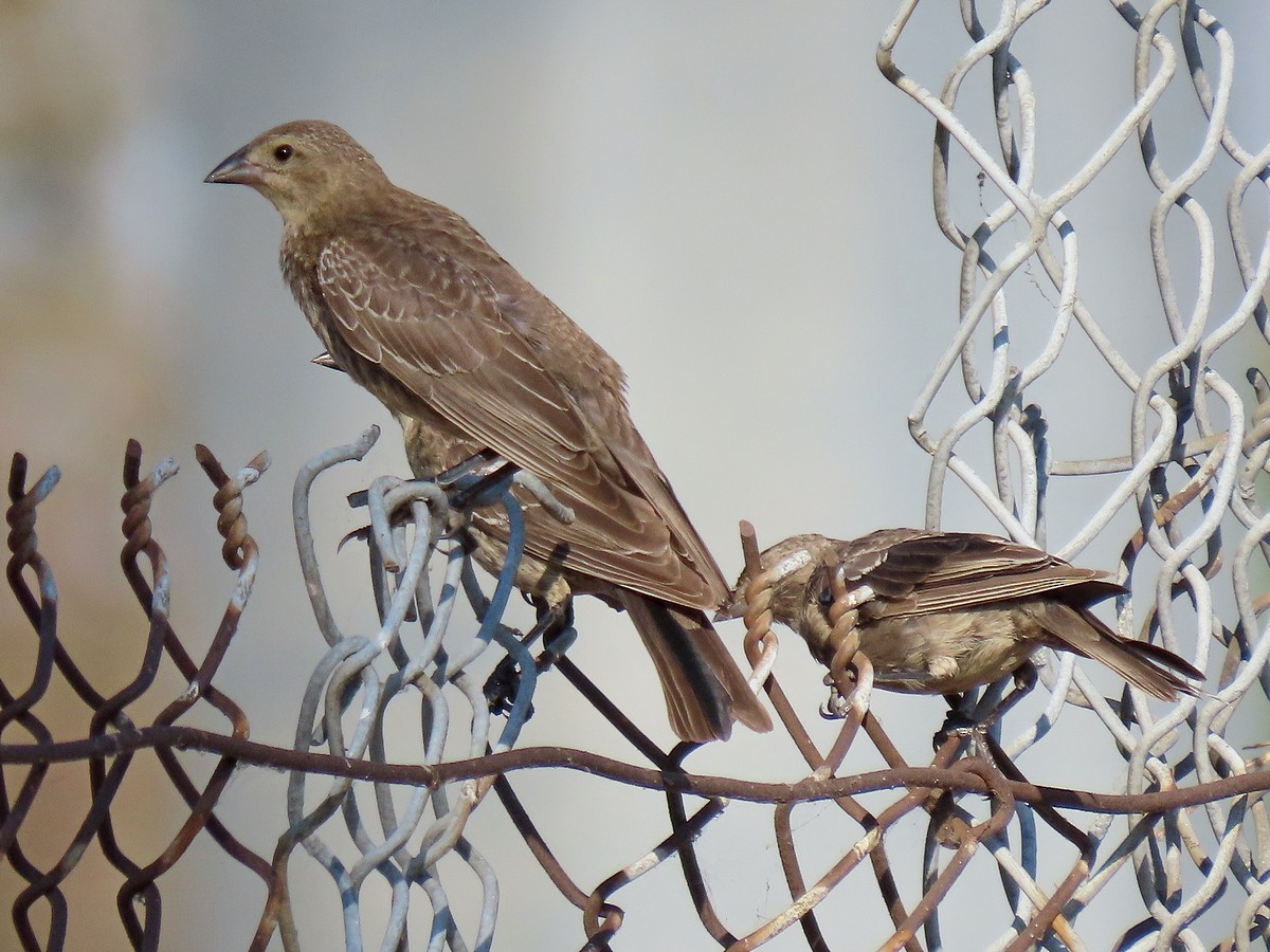 Brown-headed Cowbird - ML478250561