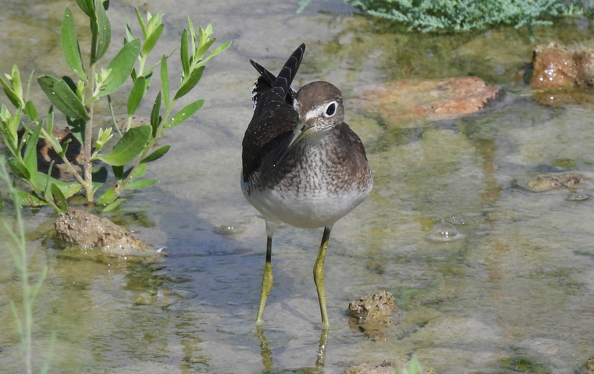 Solitary Sandpiper - ML478251851