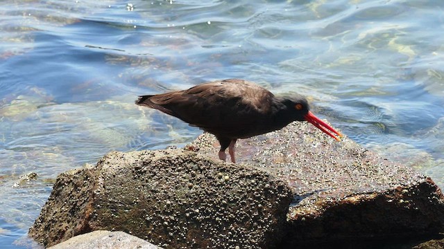 Black Oystercatcher - ML478252421