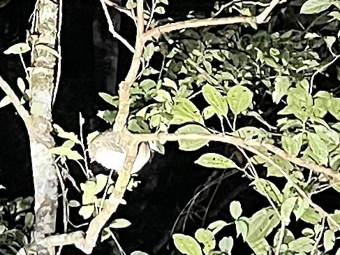 White-throated Tinamou - Oscar Moss