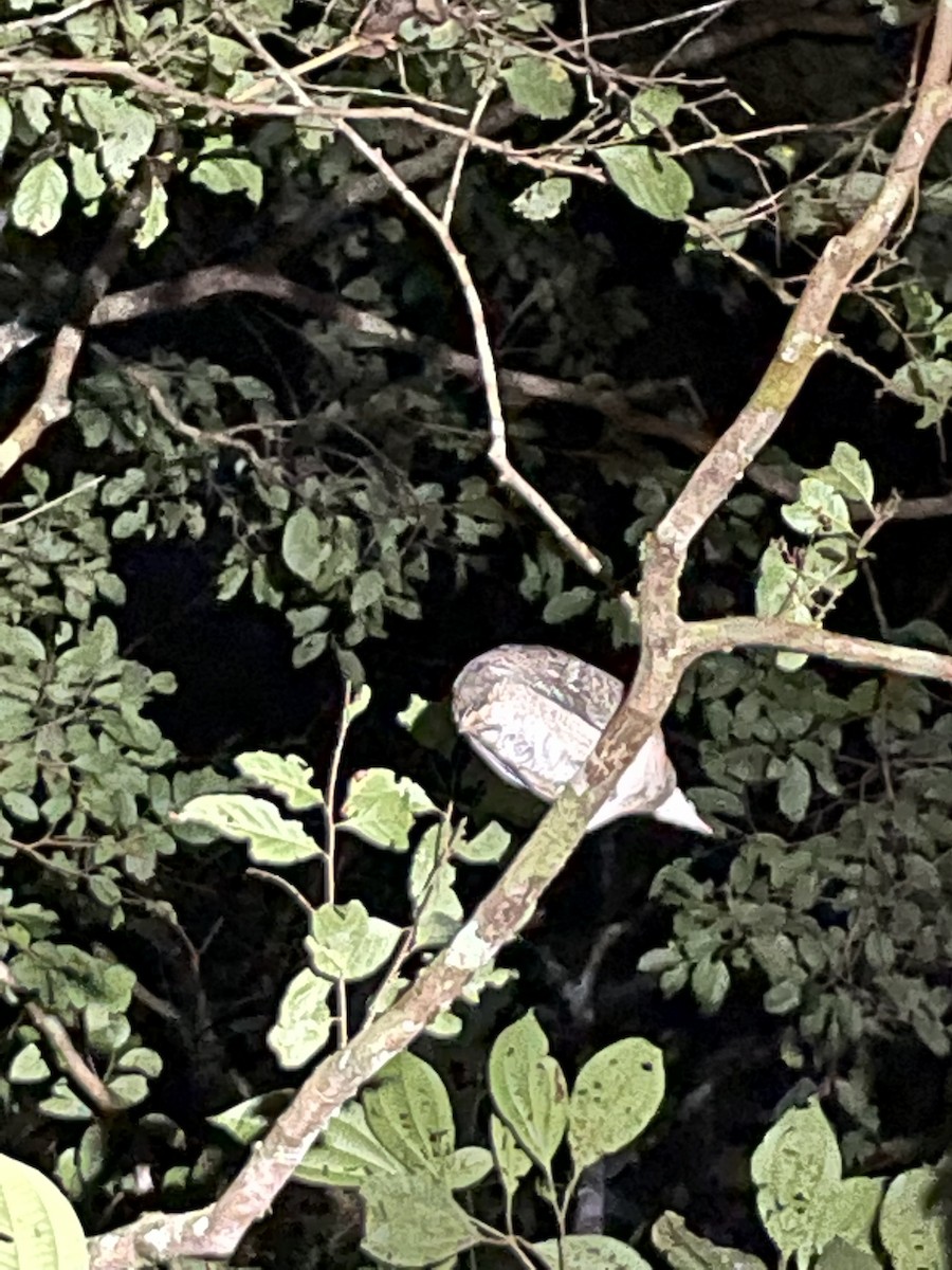 White-throated Tinamou - ML478254021