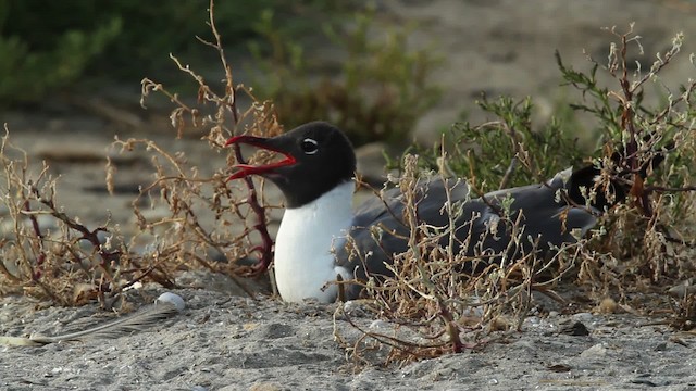 Laughing Gull - ML478256