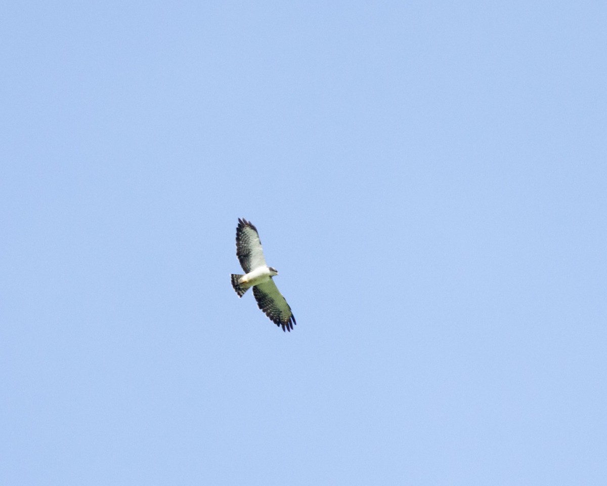 Short-tailed Hawk - Charles Robshaw