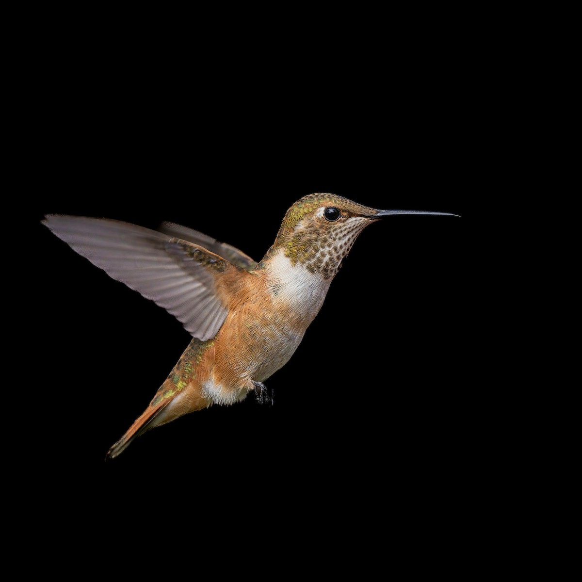 Rufous Hummingbird - Fernando Ortega