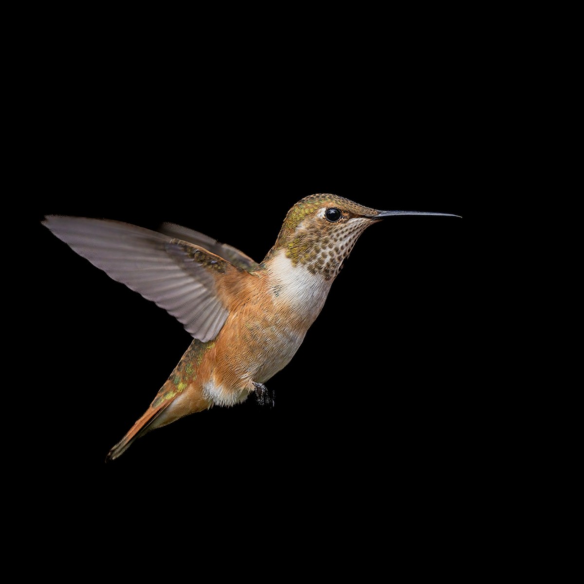 Rufous Hummingbird - Fernando Ortega