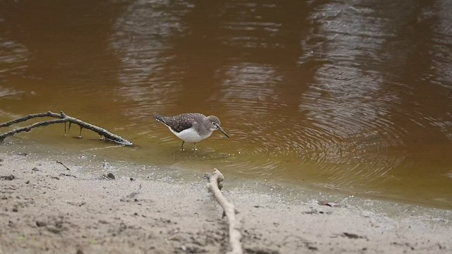 Solitary Sandpiper - ML478258401