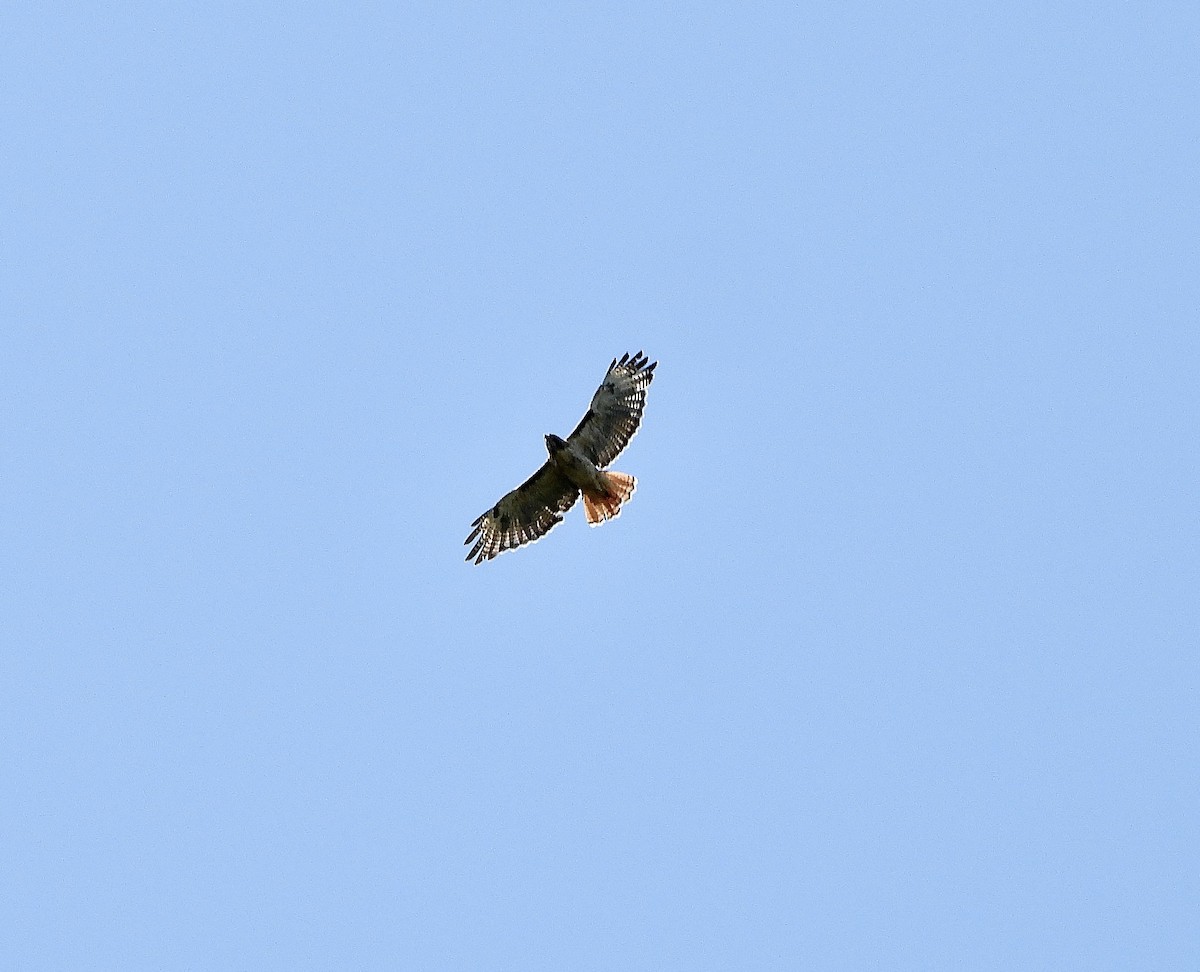 Red-tailed Hawk - David Richman