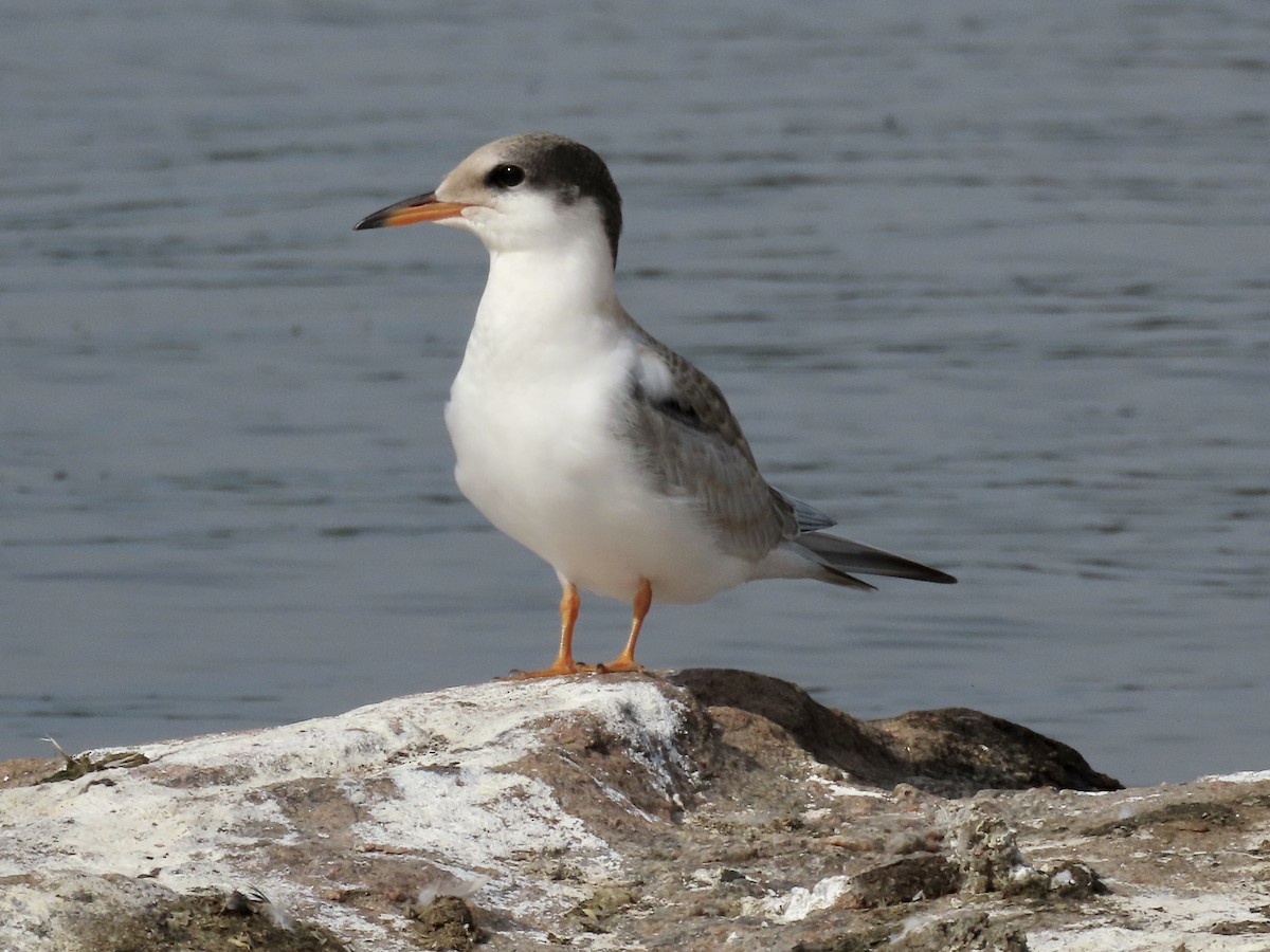 Common Tern - ML478261331