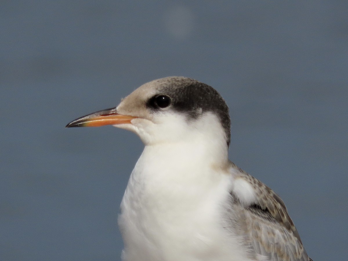 Common Tern - ML478261381