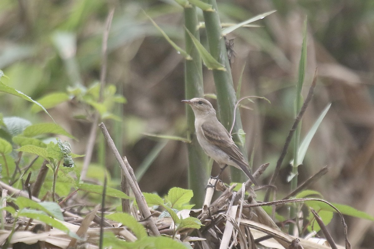 Little Ground-Tyrant - ML478262211