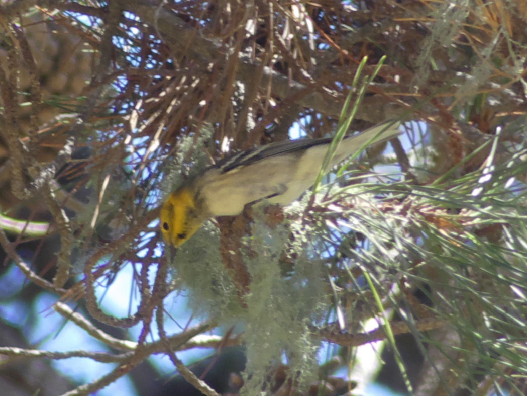 Hermit Warbler - ML478262491
