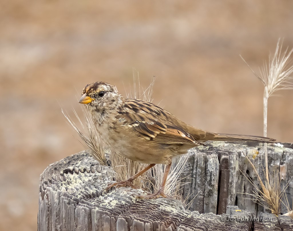 White-crowned Sparrow - ML478262601