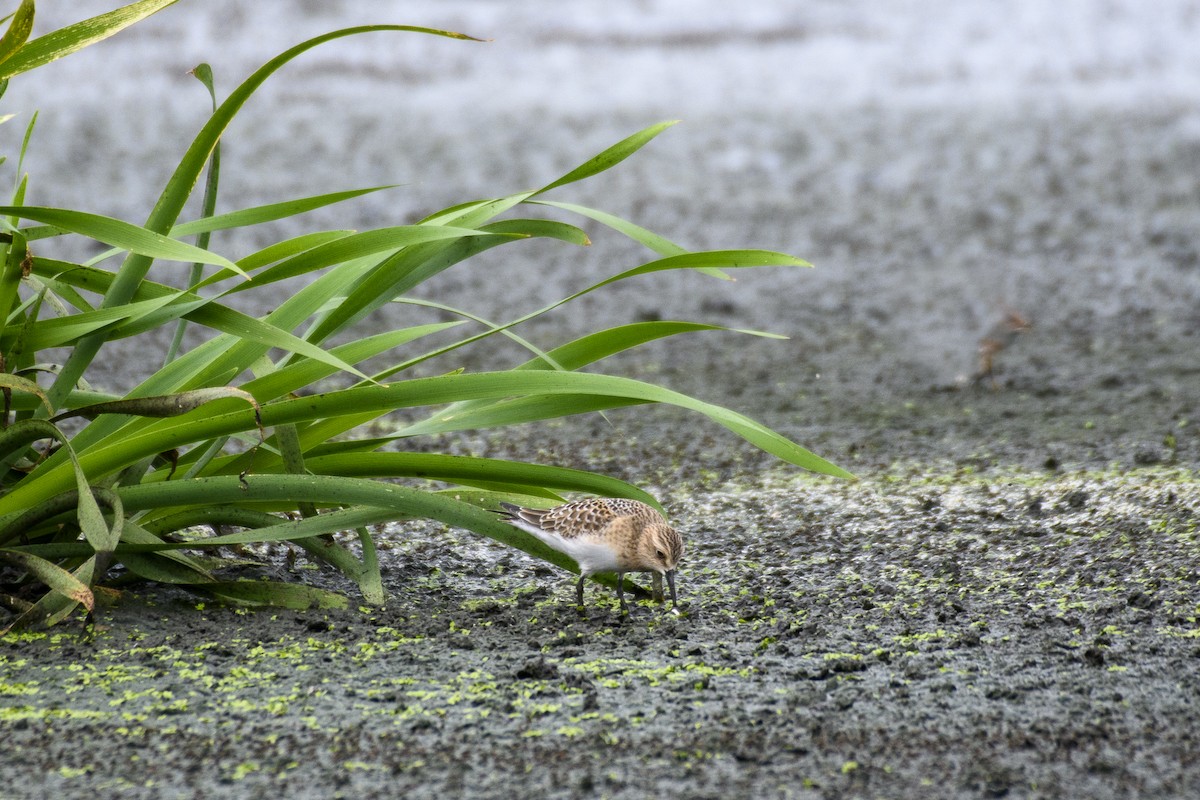 Baird's Sandpiper - ML478262951