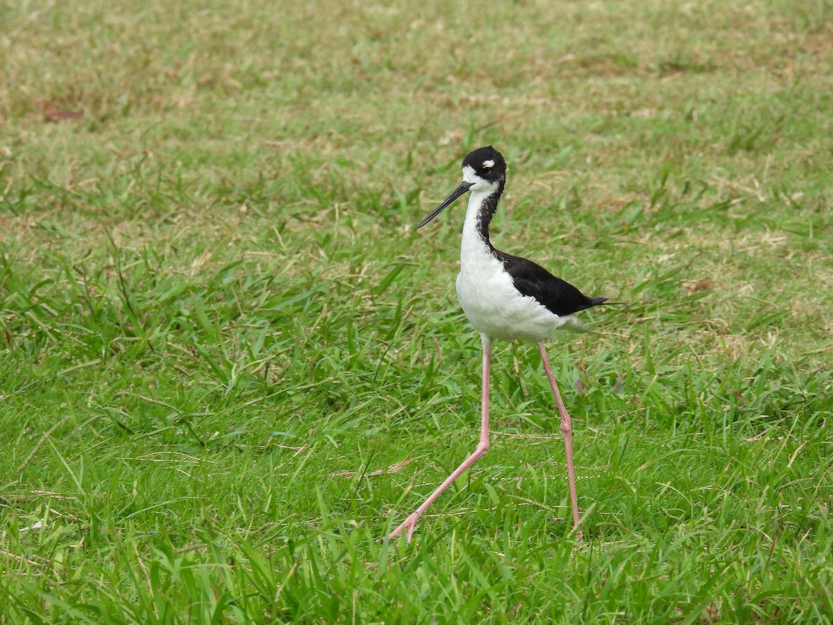 Black-necked Stilt (Hawaiian) - ML478263311