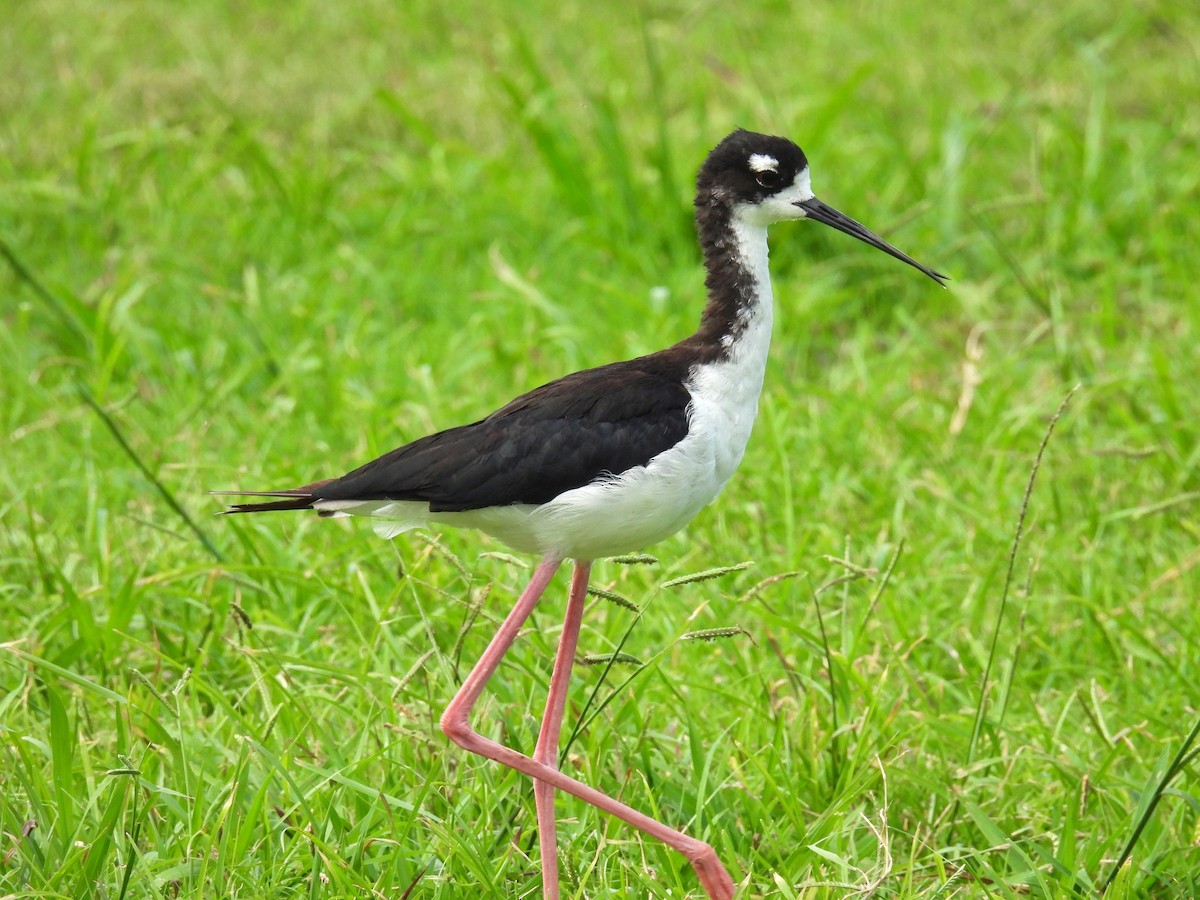 Black-necked Stilt (Hawaiian) - ML478263771