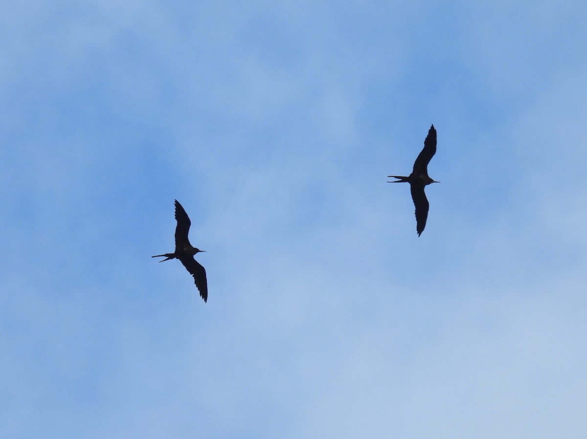 Great Frigatebird - ML478264221