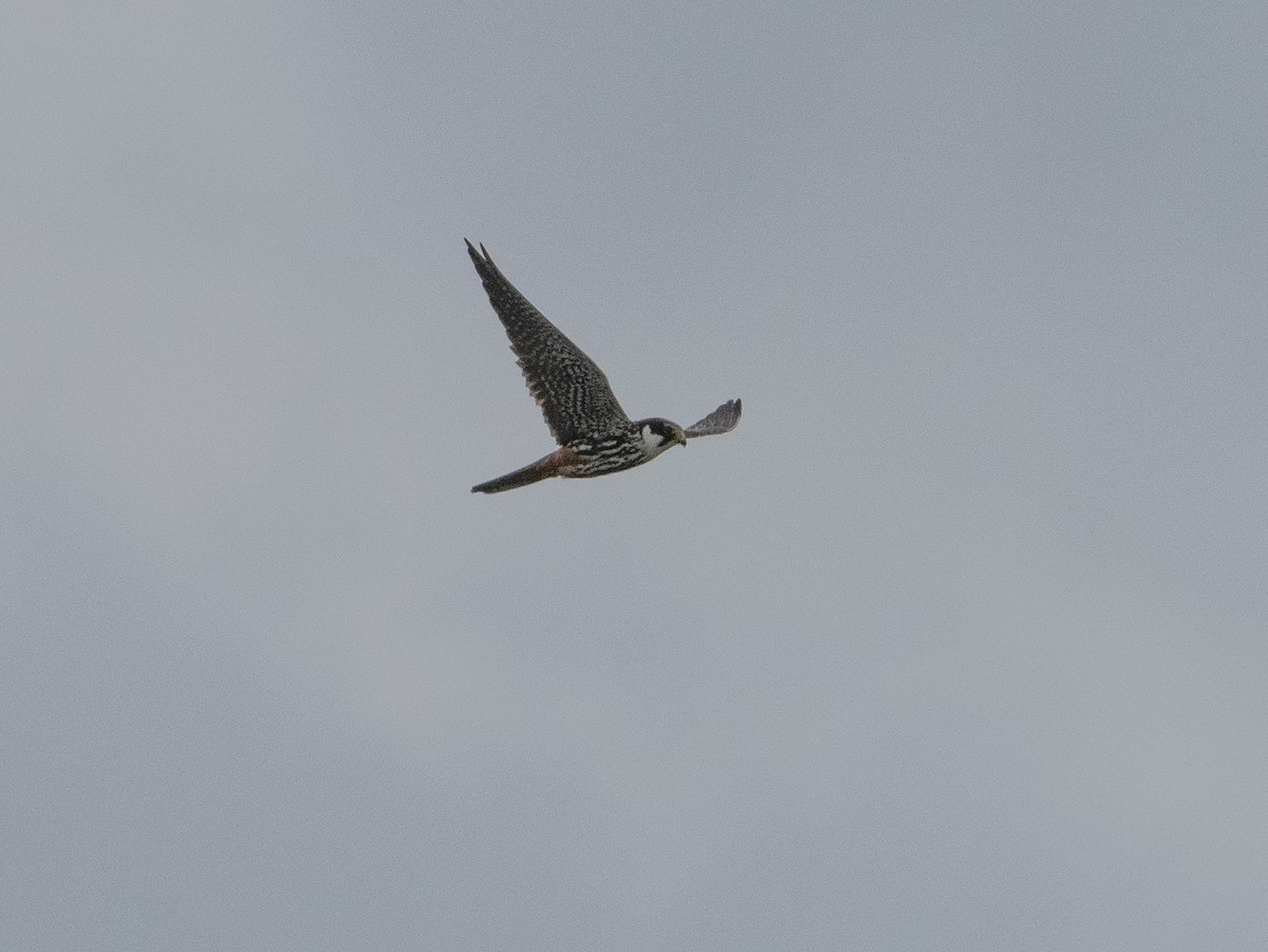 Eurasian Hobby - ML478264261