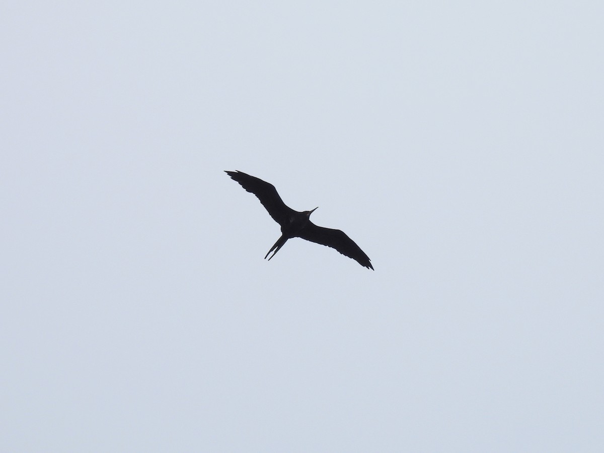 Great Frigatebird - ML478264471
