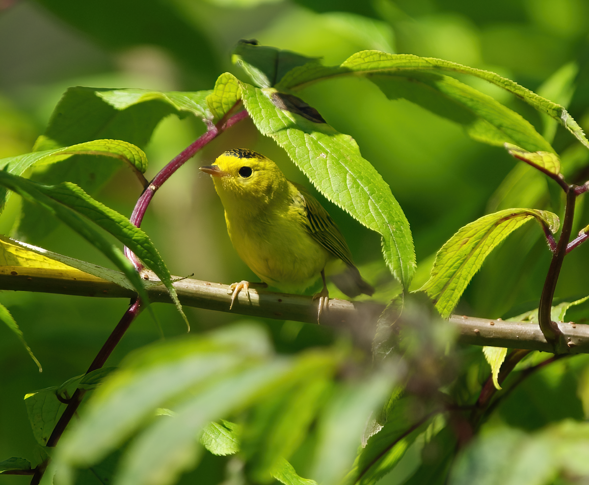 Wilson's Warbler - ML478265291