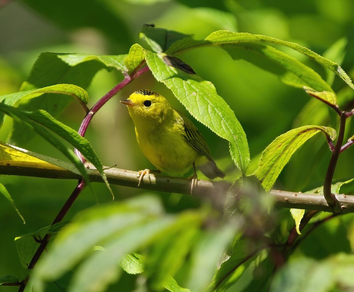 Wilson's Warbler - Patti Koger