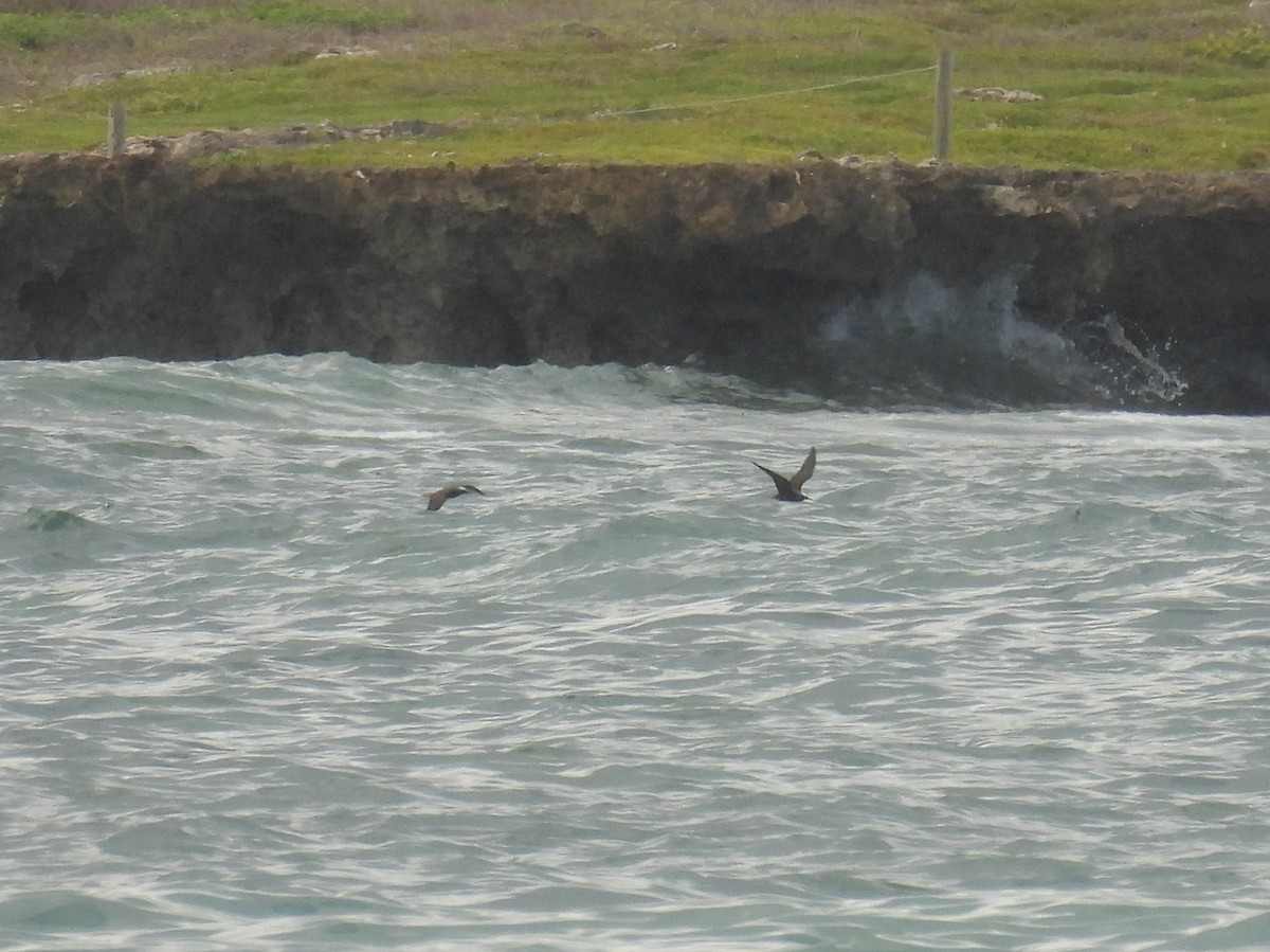 Black Noddy - ML478265551
