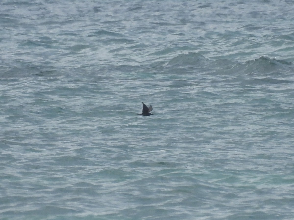 Black Noddy - ML478265661