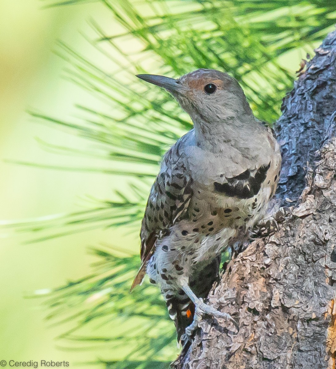 Northern Flicker - ML478265751