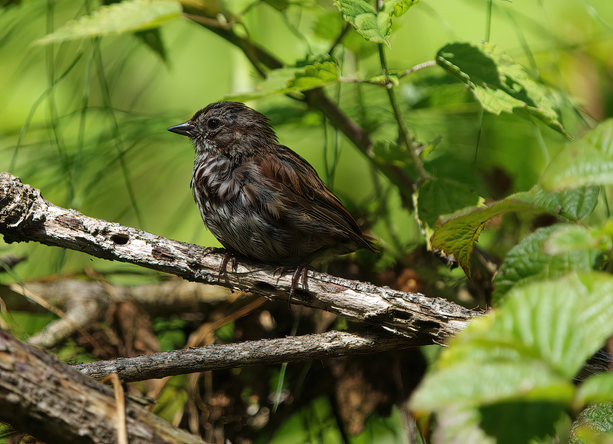 Song Sparrow - ML478265861