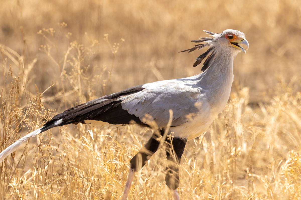 Secretarybird - ML478267521