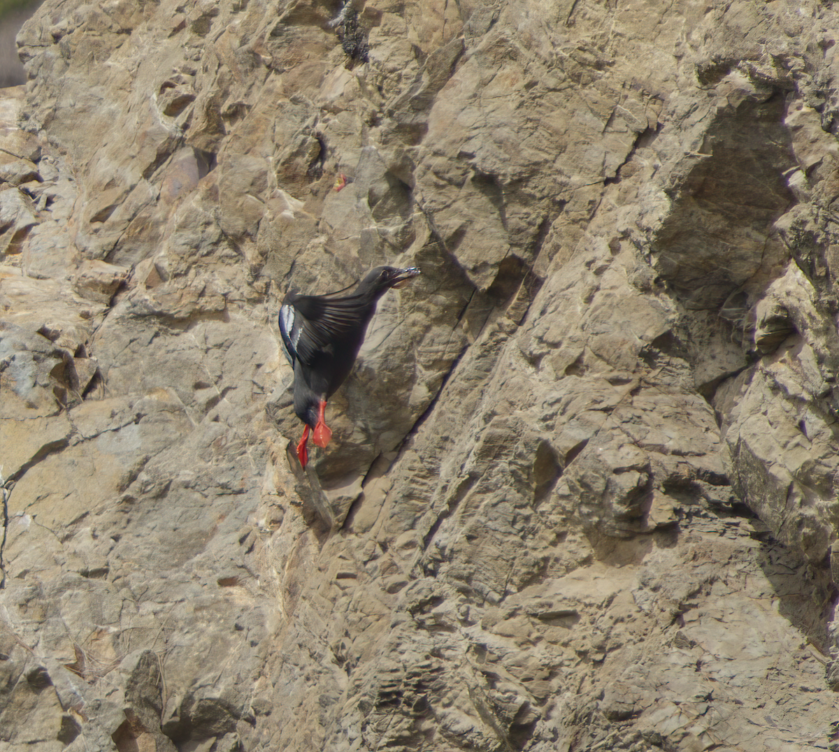 Pigeon Guillemot - ML478267871